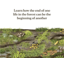 When A Tree Falls Children's Book - Kirsten Pendreigh