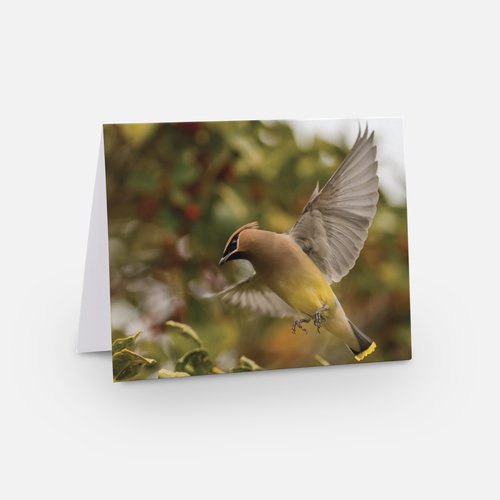 Birds of the Park Note Card Set