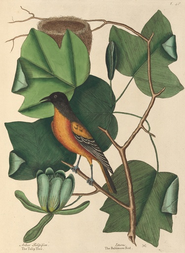 [PR-CBB12x16]  Baltimore Oriole 12"x16" Print